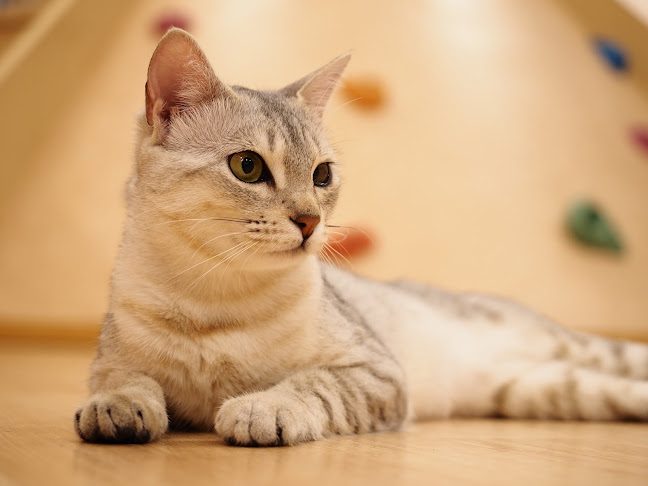 Puchi Marry ラソラ札幌店 - 飲食業