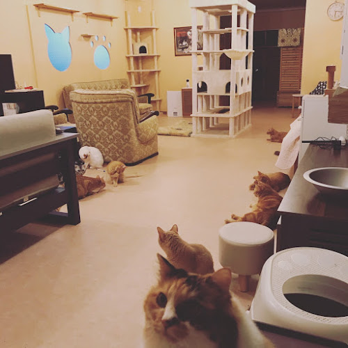 猫カフェ十にゃん十色