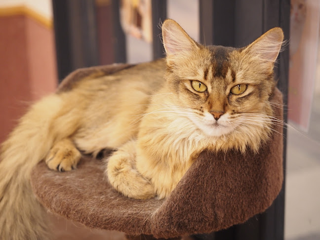 Opinii despre Puchi Marry ラソラ札幌店 în 札幌市 - 飲食業