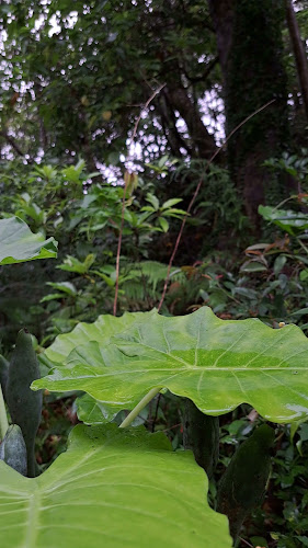 Comentarii opinii despre 中山コーヒー園 Nakayama Coffee Farm