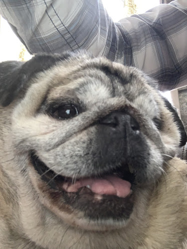 パグカフェ LivingRoom 京都 - 京都市