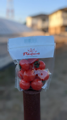 Picotoma - 文京区