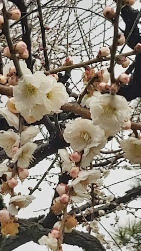 Comentarii opinii despre 金しゃち焼き