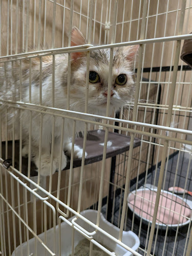 Opinii despre エキゾチックアニマルカフェRicky秋田店 猫カフェ+ în 秋田市 - 飲食業