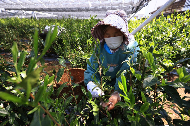 Comentarii opinii despre 清水園製茶工場