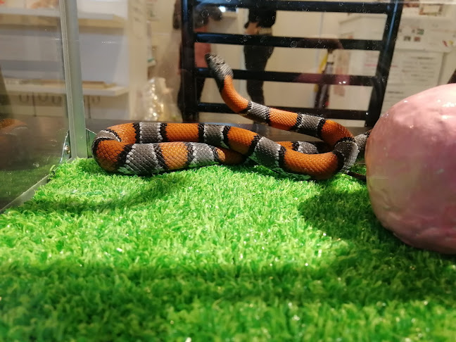 Comentarii opinii despre - Cafe & Snake - 東京スネークセンター