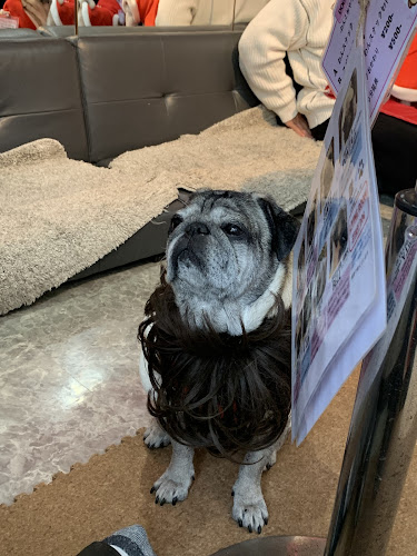 パグカフェ LivingRoom 京都