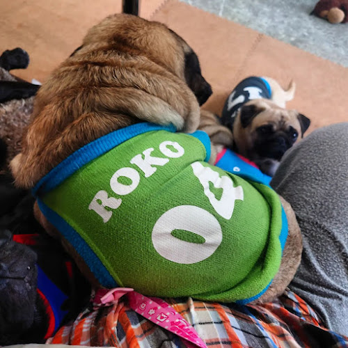 パグカフェ LivingRoom 京都 - 飲食業