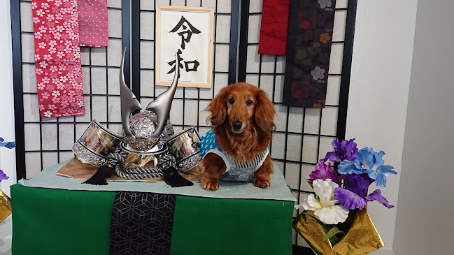 Comentarii opinii despre Dog 🐾café & Bar mint(ドッグカフェミント)