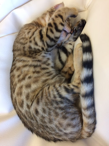 Comentarii opinii despre Puchi Marry ラソラ札幌店