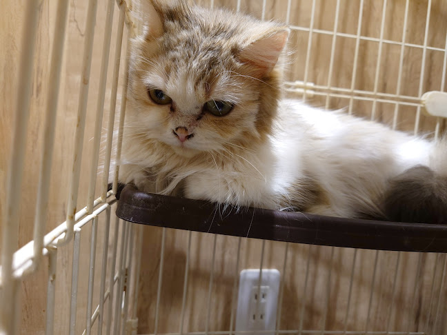 エキゾチックアニマルカフェRicky秋田店 猫カフェ+