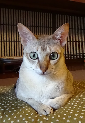 猫カフェいかろす CAT CAFE IKARUS - 忠岡町