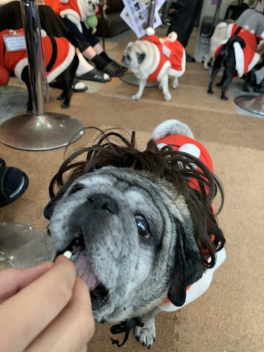 Opinii despre パグカフェ LivingRoom 京都 în 京都市 - 飲食業