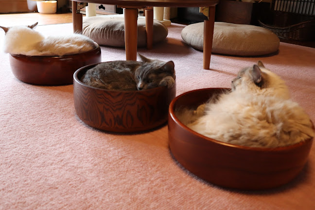 Opinii despre 猫カフェいかろす CAT CAFE IKARUS în 忠岡町 - 飲食業