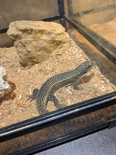 エキゾチックアニマルカフェRicky秋田店 猫カフェ+ - 秋田市