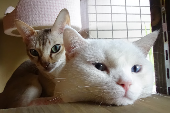 猫カフェいかろす CAT CAFE IKARUS - 忠岡町