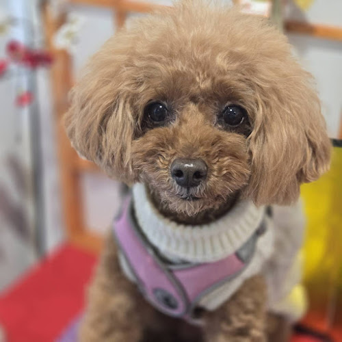 DouDouDo - 飲食業