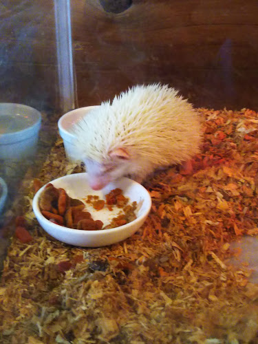 エキゾチックアニマルカフェRicky秋田店 猫カフェ+ - 秋田市