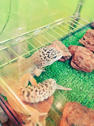 Comentarii opinii despre エキゾチックアニマルカフェRicky秋田店 猫カフェ+