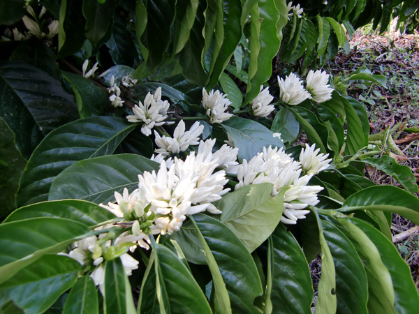 〒180-0013 東京都武蔵野市西久保２丁目１８−３ コスモハイツ