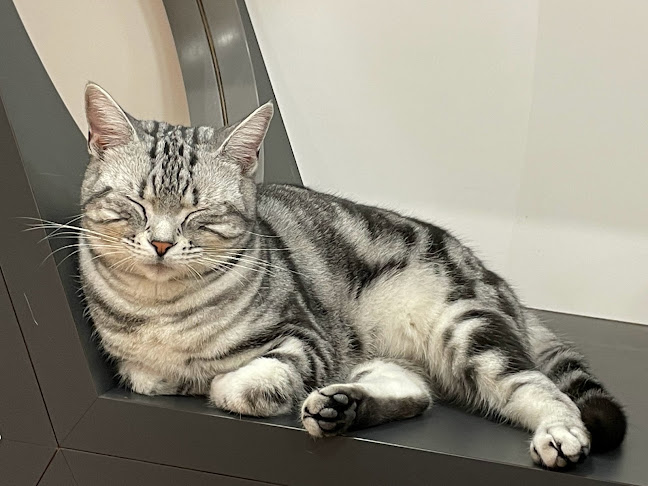 Comentarii opinii despre Puchi Marry ラソラ札幌店