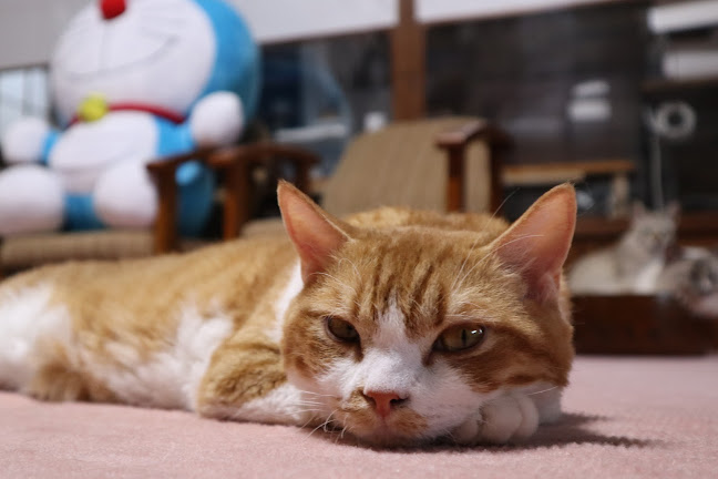 Comentarii opinii despre 猫カフェいかろす CAT CAFE IKARUS