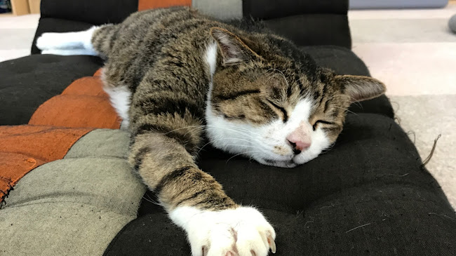 保護ねこカフェ おむすび