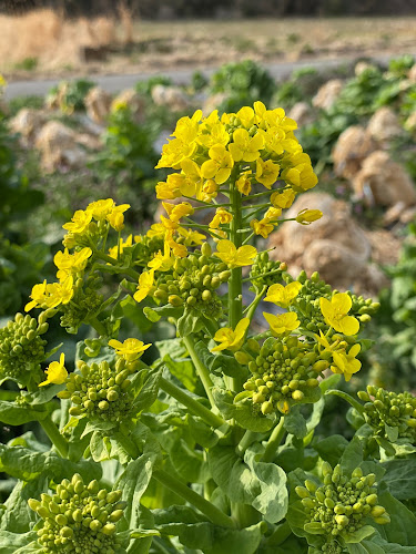 〒371-0022 群馬県前橋市千代田町２丁目１１−５