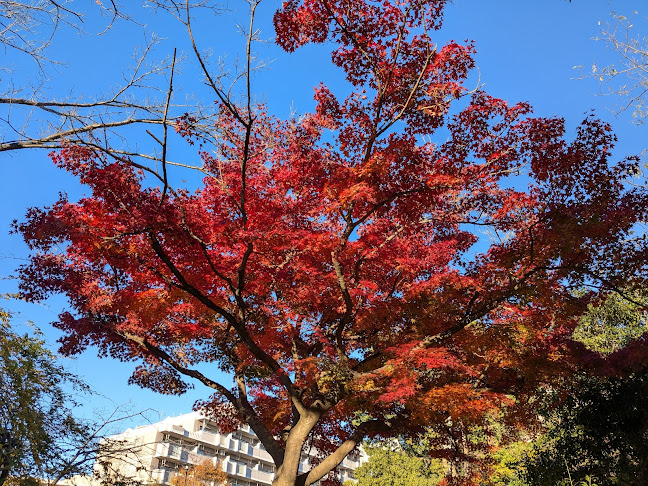 Opinii despre 保土ヶ谷公園 în 横浜市 - 飲食業