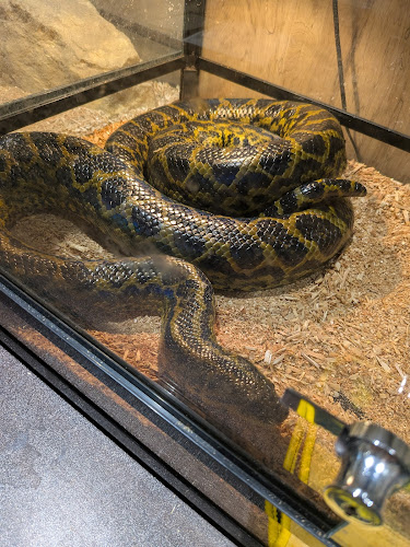 エキゾチックアニマルカフェRicky秋田店 猫カフェ+ - 飲食業