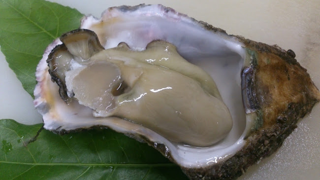 Comentarii opinii despre 米子の居酒屋 庄屋