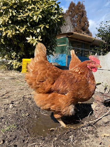 〒371-0022 群馬県前橋市千代田町２丁目１１−５