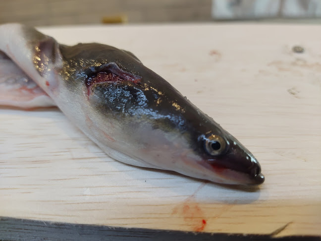 Opinii despre 立吞処さくら în 大阪市 - 飲食業