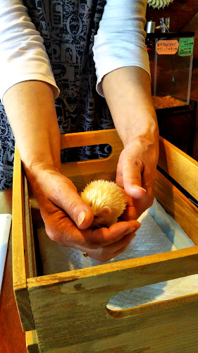 Opinii despre エキゾチックアニマルカフェRicky秋田店 猫カフェ+ în 秋田市 - 飲食業