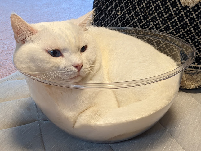 猫カフェいかろす CAT CAFE IKARUS - 飲食業