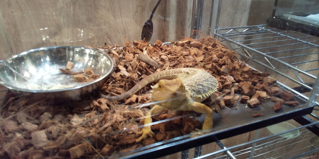 エキゾチックアニマルカフェRicky秋田店 猫カフェ+ - 飲食業