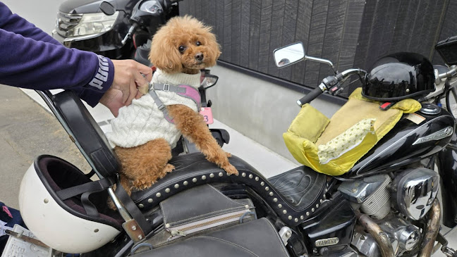 DouDouDo - 船橋市