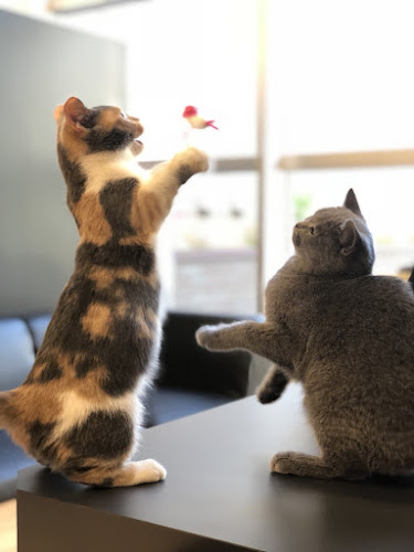 Opinii despre Puchi Marry ラソラ札幌店 în 札幌市 - 飲食業