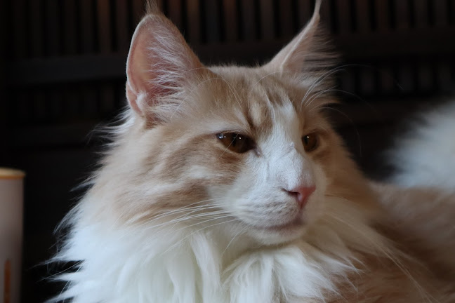 〒595-0803 大阪府泉北郡忠岡町北出１丁目８−２７ 注）お 店の前の道は一方通行です。