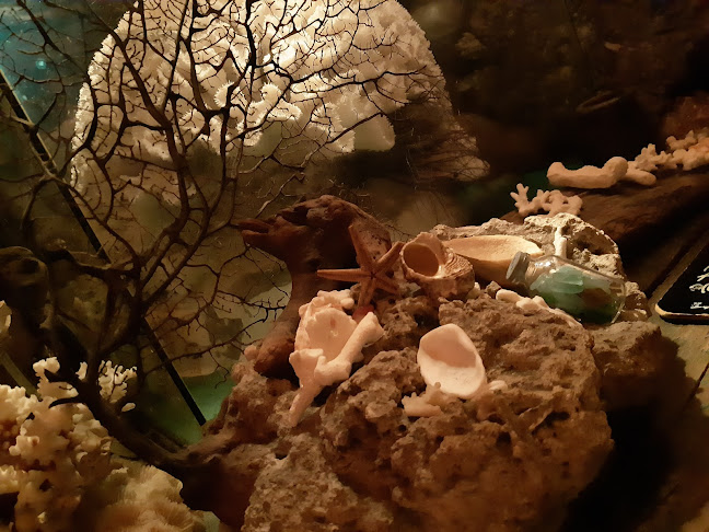 Opinii despre シェルハウス(海底バー) în 大阪市 - 飲食業