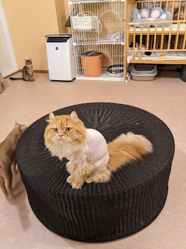 猫カフェ十にゃん十色 - 習志野市