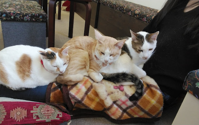 猫カフェギャラリーキャッツアイ - 飲食業