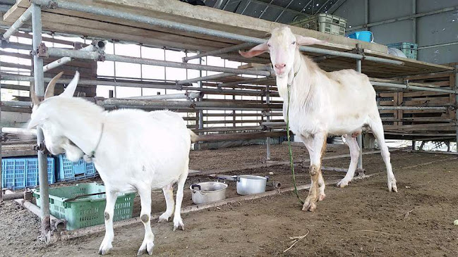 Opinii despre 沖縄県産ヤギ肉・沖縄県産ヤギ汁刺身・県内最安値の沖縄山羊牧場(山羊肉専門店)※ご来店は必ずお電話お願いいたします※ în 那覇市 - 飲食業