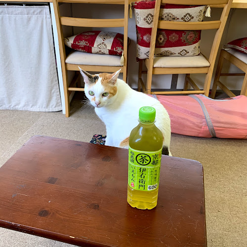 猫カフェギャラリーキャッツアイ