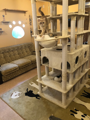 猫カフェ十にゃん十色 - 飲食業
