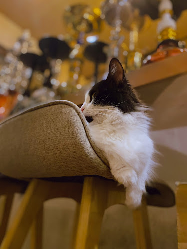 猫と水煙草 - 飲食業