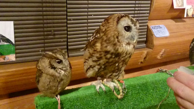 エキゾチックアニマルカフェRicky秋田店 猫カフェ+