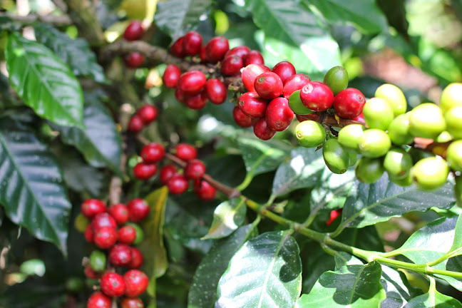 (有)しげとし珈琲