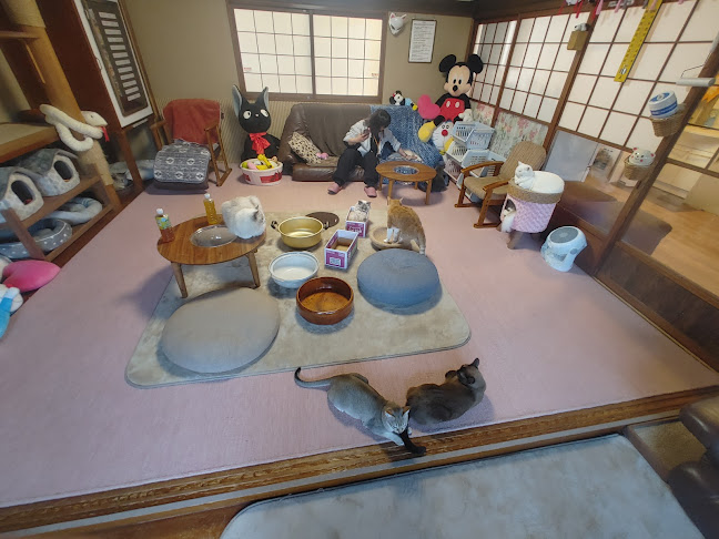 猫カフェいかろす CAT CAFE IKARUS