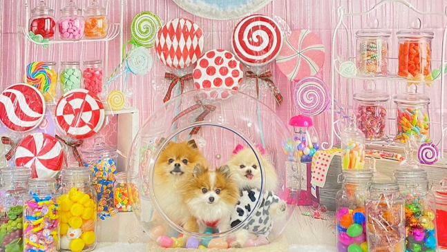 Opinii despre Dog 🐾café & Bar mint(ドッグカフェミント) în 堺市 - 飲食業